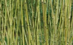 Stone Bamboo - Phyllostachys Angusta - 3 Gallon Pot (3-4') -Botanica Tree Store Bamboo Stone 3