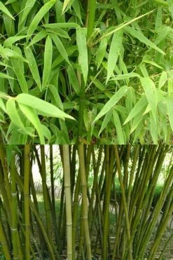 Stone Bamboo - Phyllostachys Angusta - 3 Gallon Pot (3-4') -Botanica Tree Store Bamboo Stone 4