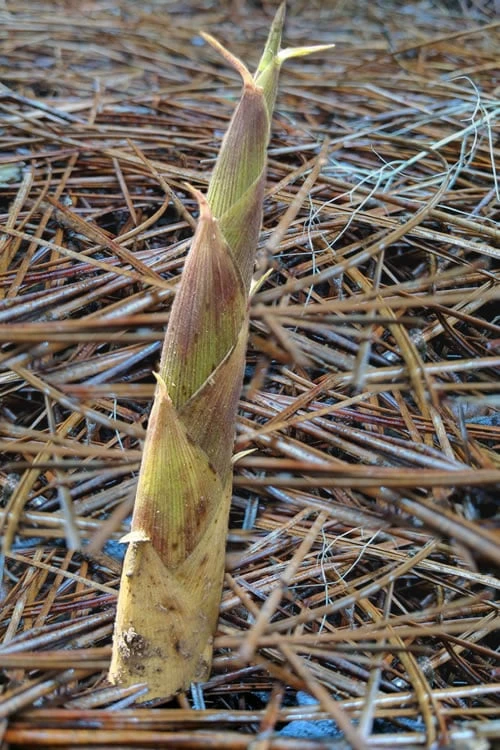 Sweet Shoot Bamboo - Phyllostachys Dulcis - 3 Gallon Pot 6 Sweet Shoot Bamboo - Phyllostachys Dulcis - 3 Gallon Pot - Image 6
