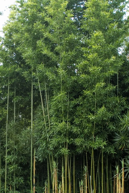 Temple Bamboo (Semiarundinaria Fastuosa) - 3 Gallon Pot (2-4') 7 Temple Bamboo (Semiarundinaria Fastuosa) - 3 Gallon Pot (2-4') - Image 7