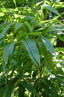 Temple Bamboo (Semiarundinaria Fastuosa) - 3 Gallon Pot (4-6'+) -Botanica Tree Store Bamboo Temple 6