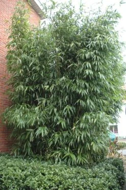 Temple Bamboo (Semiarundinaria Fastuosa) - 3 Gallon Pot (2-4') 12 Temple Bamboo (Semiarundinaria Fastuosa) - 3 Gallon Pot (2-4') -Botanica Tree Store Bamboo Temple 9 1
