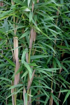 Tonkin Cane Tea Stick Bamboo - Pseudosasa Amabilis - 3 Gallon Pot -Botanica Tree Store Bamboo Tonkin Cane 12
