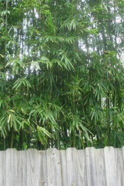 Tonkin Cane Tea Stick Bamboo - Pseudosasa Amabilis - 3 Gallon Pot