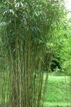 Tonkin Cane Tea Stick Bamboo - Pseudosasa Amabilis - 3 Gallon Pot -Botanica Tree Store Bamboo Tonkin Cane 21