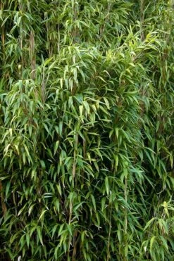 Tonkin Cane Tea Stick Bamboo - Pseudosasa Amabilis - 3 Gallon Pot -Botanica Tree Store Bamboo Tonkin Cane 3