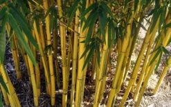 Asian Lemon Bamboo (Bambusa Eutuldoides 'Viridivittata') - 3 Gallon Pot 13 Asian Lemon Bamboo (Bambusa Eutuldoides 'Viridivittata') - 3 Gallon Pot -Botanica Tree Store Bamboo Viridivittata 7