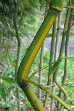 Yellow Groove Bamboo (Phyllostachys Aureosulcata) - 3 Gallon Pot (4-6'+) -Botanica Tree Store Bamboo Yellow Groove 11