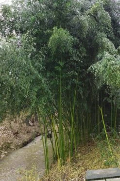 Yellow Groove Bamboo (Phyllostachys Aureosulcata) - 3 Gallon Pot (4-6'+) -Botanica Tree Store Bamboo Yellow Groove 13