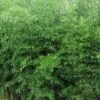 Yellow Groove Bamboo (Phyllostachys Aureosulcata) - 3 Gallon Pot (2-4')