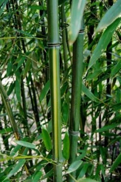 Yellow Groove Bamboo (Phyllostachys Aureosulcata) - 3 Gallon Pot (2-4') -Botanica Tree Store Bamboo Yellow Groove 9 1