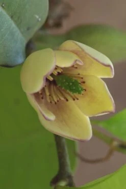 Everblooming Banana Shrub - Michelia Figo 'Hagiwara' - 1 Gallon Pot