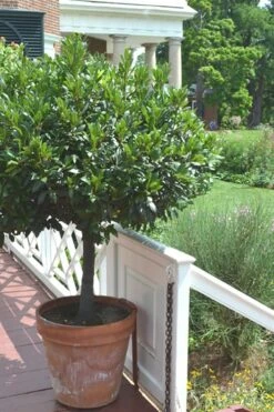 Bay Laurel (Sweet Bay) - Laurus Nobilis - 1 Gallon Pot 15 Bay Laurel (Sweet Bay) - Laurus Nobilis - 1 Gallon Pot -Botanica Tree Store Bay Laurel 10