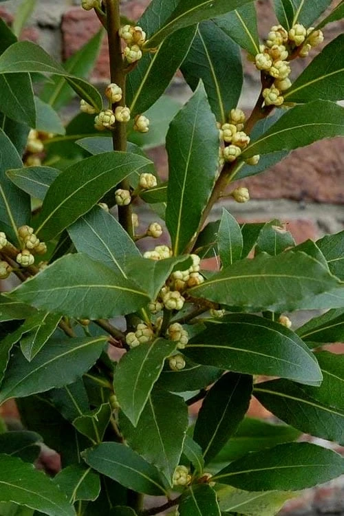 Bay Laurel (Sweet Bay) - Laurus Nobilis - 1 Gallon Pot 7 Bay Laurel (Sweet Bay) - Laurus Nobilis - 1 Gallon Pot - Image 7