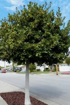 Bay Laurel (Sweet Bay) - Laurus Nobilis - 1 Gallon Pot 12 Bay Laurel (Sweet Bay) - Laurus Nobilis - 1 Gallon Pot -Botanica Tree Store Bay Laurel 5