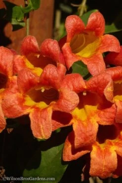 Tangerine Beauty Crossvine Bignonia - 6 Pack Of 1 Gallon Pots -Botanica Tree Store Bignonia Tangerine Beauty 20