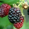 Arapaho Thornless Blackberry - 6 Pack Of 1 Gallon Pots