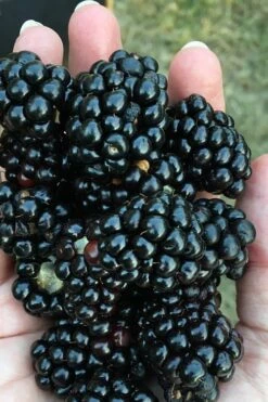 Prime Ark Freedom Blackberry Plant - 1 Gallon Pot
