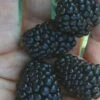 Prime Ark Traveler Blackberry Plant - 2 Gallon Pot