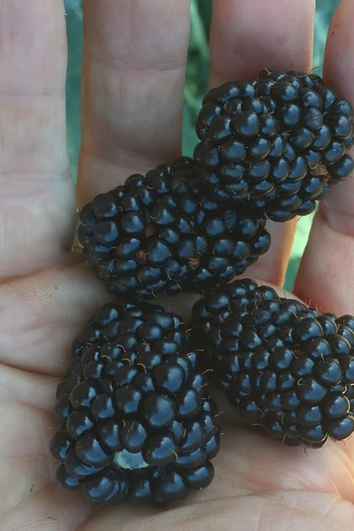 Prime Ark Traveler Blackberry Plant - 2 Gallon Pot 1 Prime Ark Traveler Blackberry Plant - 2 Gallon Pot