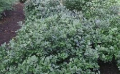 Blue Mist Fothergilla - 3 Gallon Pot -Botanica Tree Store Blue Mist Dwarf Fothergilla 1