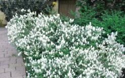 Blue Mist Fothergilla - 3 Gallon Pot -Botanica Tree Store Blue Mist Dwarf Fothergilla 2