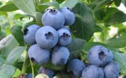 Bless Your Heart Rabbiteye Blueberry - 1 Gallon Pot 7 Bless Your Heart Rabbiteye Blueberry - 1 Gallon Pot -Botanica Tree Store Blueberry Bless Your Heart