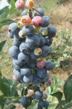 Climax Rabbiteye Blueberry - 3 Gallon Pot