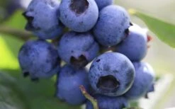 Delite Rabbiteye Blueberry - 3 Gallon Pot -Botanica Tree Store Blueberry Delite 1