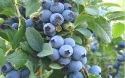 Ochlockonee Rabbiteye Blueberry - 3 Gallon Pot -Botanica Tree Store Blueberry Ochlockonee