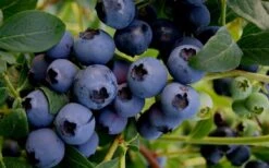 Baldwin Rabbiteye Blueberry - 1 Gallon Pot -Botanica Tree Store Blueberry Rabbiteye Baldwin 50