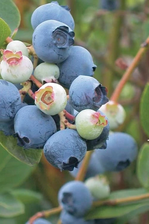 Powderblue Rabbiteye Blueberry - 7 Gallon Pot 1 Powderblue Rabbiteye Blueberry - 7 Gallon Pot