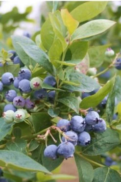 Jubilee Southern Highbush Blueberry - 1 Gallon Pot -Botanica Tree Store Blueberry Southern Higbush Jubilee 500x750 1