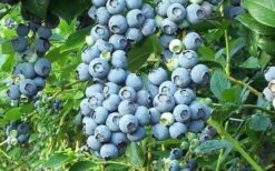 Tifblue Rabbiteye Blueberry - 7 Gallon Pot -Botanica Tree Store Blueberry Tifblue 2