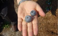 Titan Blueberry - 1 Gallon Pot -Botanica Tree Store Blueberry Titan