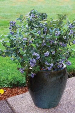 Top Hat Dwarf Blueberry - 1 Gallon Pot -Botanica Tree Store Blueberry Top Hat 3