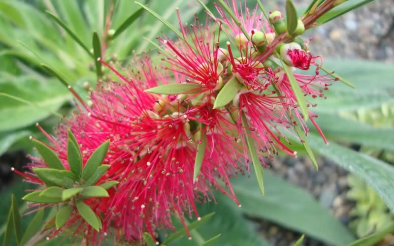 Woodlanders Cold Hardy Red Bottlebrush - Callistemon - 3 Gallon Pot 5 Woodlanders Cold Hardy Red Bottlebrush - Callistemon - 3 Gallon Pot - Image 5