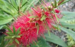 Woodlanders Cold Hardy Red Bottlebrush - Callistemon - 1 Gallon Pot -Botanica Tree Store Bottlebrush Woodlanders Hardy 1