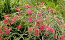 Semmes Cold Hardy Red Bottlebrush - Callistemon - 3 Gallon Pot -Botanica Tree Store Bottlebrush Woodlanders Hardy Red 17