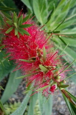 Woodlanders Cold Hardy Red Bottlebrush - Callistemon - 3 Gallon Pot 11 Woodlanders Cold Hardy Red Bottlebrush - Callistemon - 3 Gallon Pot -Botanica Tree Store Bottlebrush Woodlanders Hardy Red 20 1
