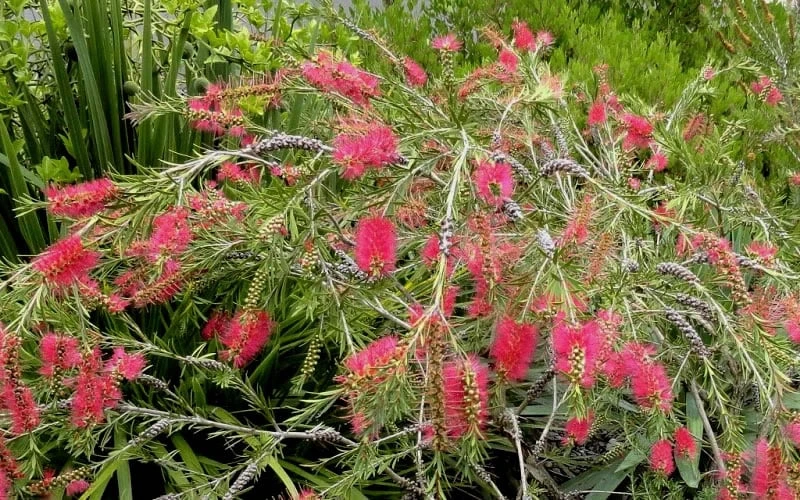 Woodlanders Cold Hardy Red Bottlebrush - Callistemon - 3 Gallon Pot 4 Woodlanders Cold Hardy Red Bottlebrush - Callistemon - 3 Gallon Pot - Image 4