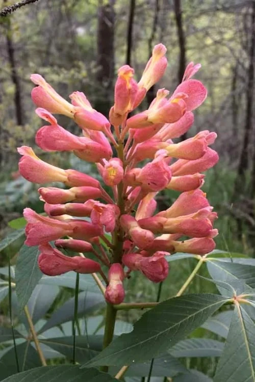 Painted Buckeye (Aesculus Sylvatica) - 1 Gallon Pot 1 Painted Buckeye (Aesculus Sylvatica) - 1 Gallon Pot