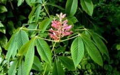 Painted Buckeye (Aesculus Sylvatica) - 1 Gallon Pot 10 Painted Buckeye (Aesculus Sylvatica) - 1 Gallon Pot -Botanica Tree Store Buckeye Painted 2