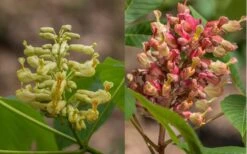 Painted Buckeye (Aesculus Sylvatica) - 1 Gallon Pot 9 Painted Buckeye (Aesculus Sylvatica) - 1 Gallon Pot -Botanica Tree Store Buckeye Painted 4