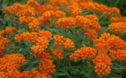 Orange Butterfly Milkweed (Asclepias Tuberosa) - 6 Pack Of 2.5 Quart Pots -Botanica Tree Store Butterfly Weed 10 1