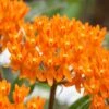 Orange Butterfly Milkweed (Asclepias Tuberosa) - 6 Pack Of 2.5 Quart Pots