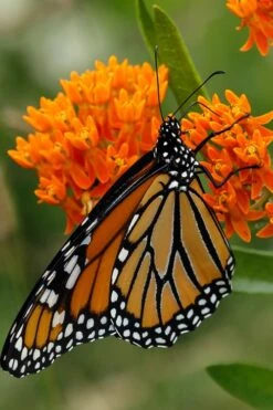 Orange Butterfly Milkweed (Asclepias Tuberosa) - 6 Pack Of 2.5 Quart Pots -Botanica Tree Store Butterfly Weed 12 1