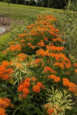 Orange Butterfly Milkweed (Asclepias Tuberosa) - 6 Pack Of 2.5 Quart Pots -Botanica Tree Store Butterfly Weed 13 1