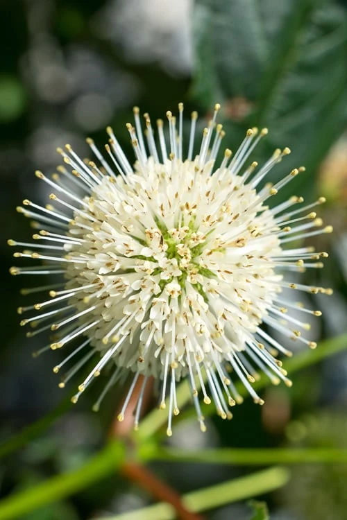 Sugar Shack Fragrant Dwarf Buttonbush - Cephalanthus Occidentalis - 1 Gallon Pot 1 Sugar Shack Fragrant Dwarf Buttonbush - Cephalanthus Occidentalis - 1 Gallon Pot