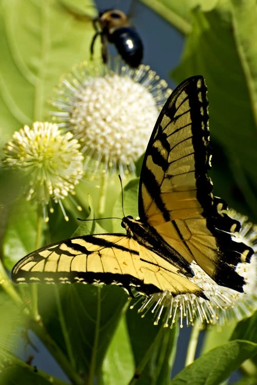 Sugar Shack Fragrant Dwarf Buttonbush - Cephalanthus Occidentalis - 1 Gallon Pot 3 Sugar Shack Fragrant Dwarf Buttonbush - Cephalanthus Occidentalis - 1 Gallon Pot - Image 3